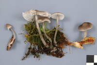 Mycena borealis image